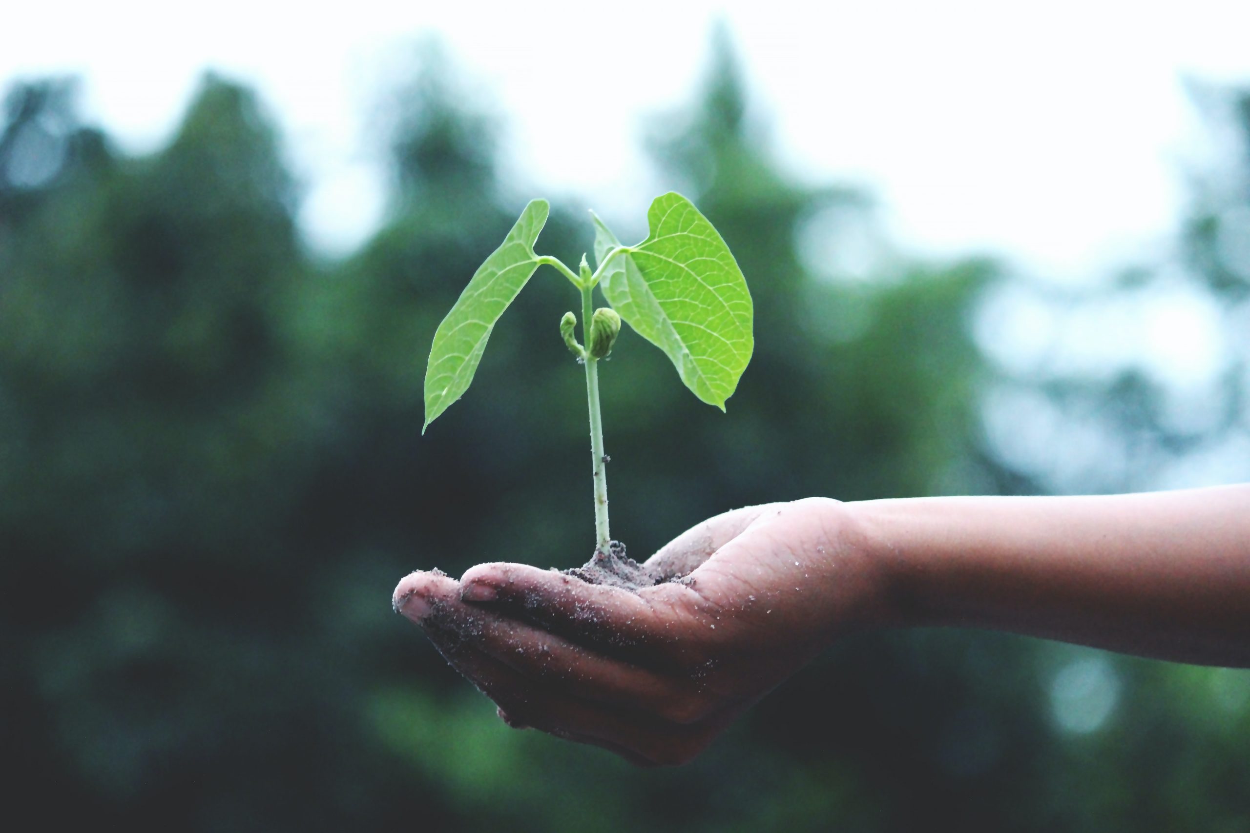 Consejos para cuidar el medioambiente